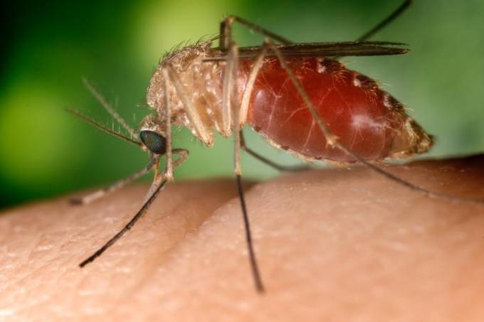 Mosquito transmissor da febre do Nilo Ocidental